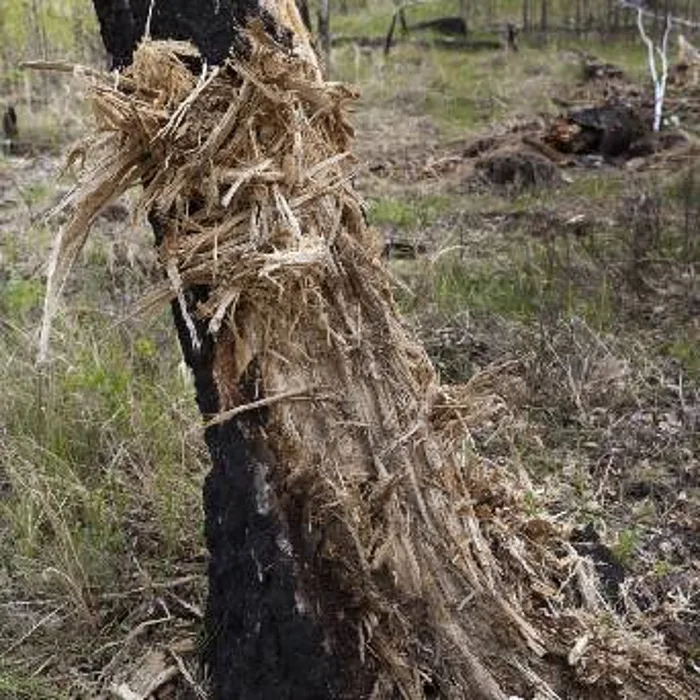 A mass of tree roots pulled from a blocked drain line